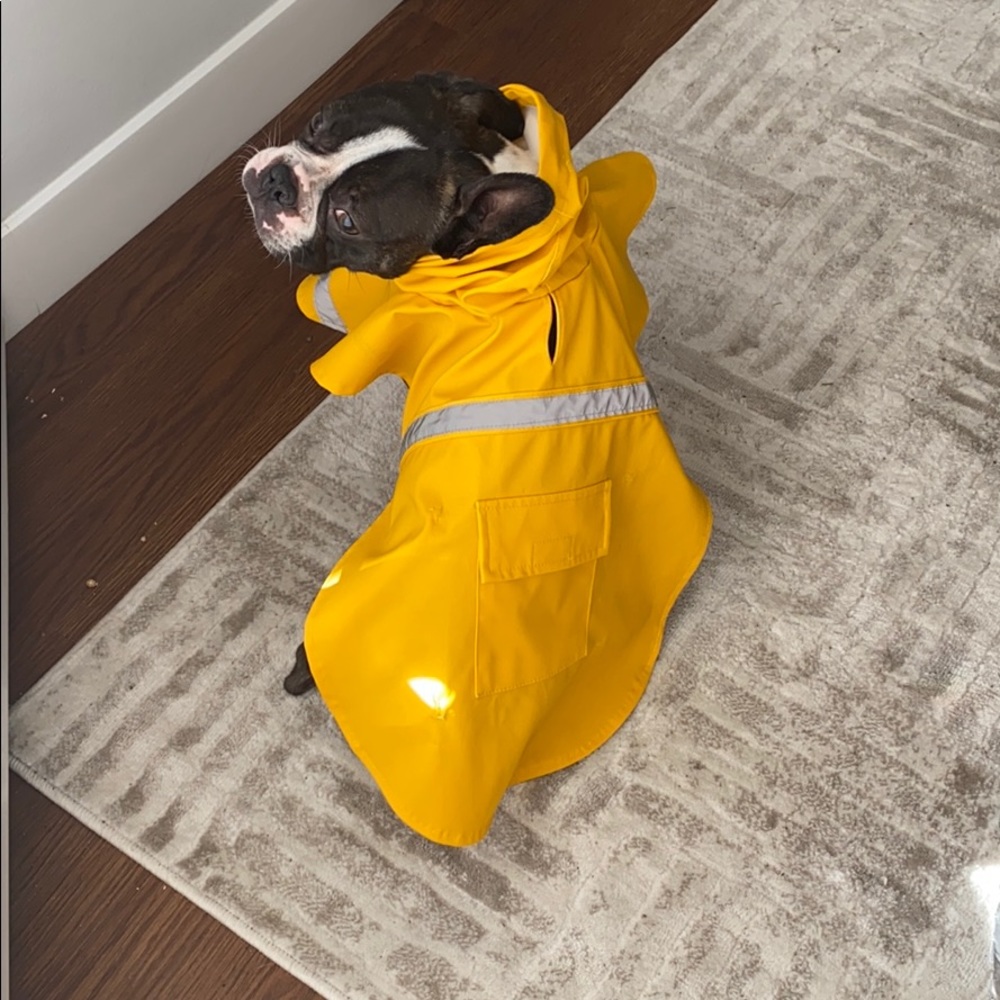 Yellow dog rain jacket